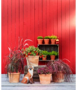 Spang Terrakotta-Topf Toscana, Rund -Gartenmöbel Geschäft 3697612 WE MO 004 TerrakottaTopfToscanarund