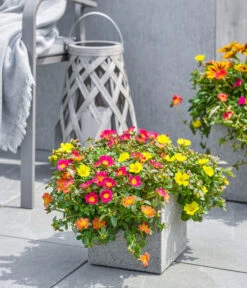 Dehner Polystone-Topf Sydney, Quadratisch, Grau 8 Dehner Polystone-Topf Sydney, Quadratisch, Grau -Gartenmöbel Geschäft 3920998 3921004 4261632 WE MO 002 DehnerPolystoneTopfSydneyquadratischgrau