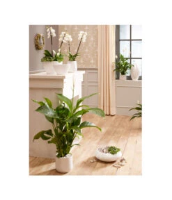 Gartenmöbel Geschäft -Gartenmöbel Geschäft 5174586 PR MO 001 ExklusivSerieLustrinadoWeiss