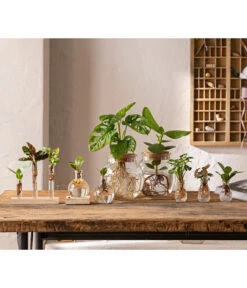 Waterplant Balsamapfel Im Kugelglas - Clusia Rosea 'Princess', Mit LED -Gartenmöbel Geschäft 6125066 WE MO 001 WaterPlants