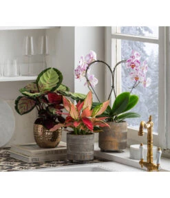 Dehner Beton-Übertopf Nola, Rund, Grau-kupfer -Gartenmöbel Geschäft 6732499 6732929 6784912 WE MO 001 TopfNolaGold