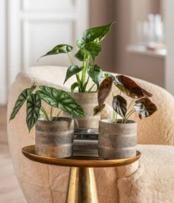 Dehner Beton-Übertopf Nola, Rund, Grau-kupfer -Gartenmöbel Geschäft 6732515 WE MO 001 GlamourPaketNola