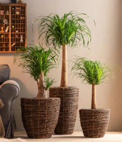 Dehner Holz-Korb Akira, Rund, Braun -Gartenmöbel Geschäft 6788533 6788400 6788442 6788426 WE MO 001 TopfAkiraBraun