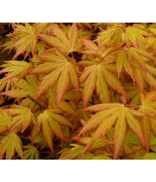 Fächerahorn 'Orange Dream' 5 Fächerahorn 'Orange Dream' – Bild 3