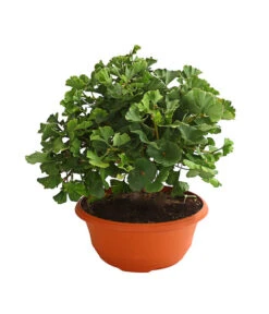 Ginkgobaum - Fächerblattbaum 'Marijke'