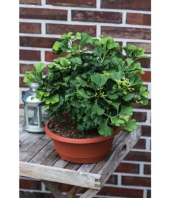 Ginkgobaum - Fächerblattbaum 'Marijke' -Gartenmöbel Geschäft 7196082 PR MO 001 GinkgoBilobaMarijke