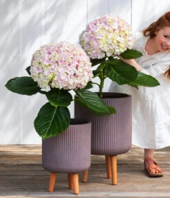 Bauern-Hortensie 'Avantgarde' -Gartenmöbel Geschäft 7220148 WE MO 001 HortensieAvantgard5L