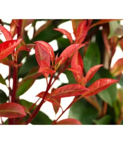 Purpur-Glanzmispel 'Glanzkopf', Ca. 170 Cm -Gartenmöbel Geschäft 7305329 WE DE 002 PhotinaXfraseriPupurGlazmispel