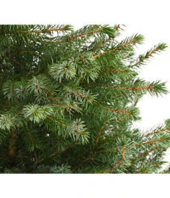 Gartenmöbel Geschäft -Gartenmöbel Geschäft 7315864 WE DE 001 PiceaOmorikaSerbischeFichteContainer4LiterDehnerExpressHerzig