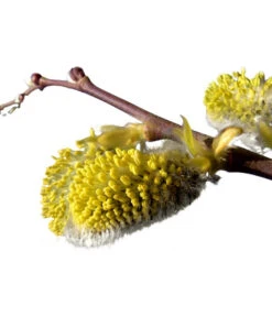 Kätzchen-Weide - Nordische Bäumchen-Weide 7 Kätzchen-Weide - Nordische Bäumchen-Weide -Gartenmöbel Geschäft 7464571 BildD 001 KaetzchenWeideNordischeBaeumchenWeideSalixArbusculaSt