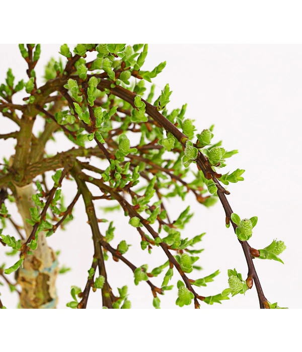 Kätzchen-Weide - Nordische Bäumchen-Weide 4 Kätzchen-Weide - Nordische Bäumchen-Weide – Bild 2