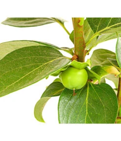 Dehner Kaki 'Rojo Brillante' - Kaki-Pflaume 'Rojo Brillante' -Gartenmöbel Geschäft 7693377 PR DE 001 KakiRojoBrillanteBUDehnerExpressHerzig