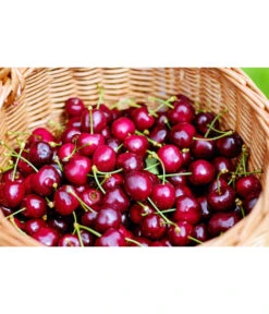 Kirschen-Duo 'Regina/Napoleon' -Gartenmöbel Geschäft 7738792 WE MO 001 KirschenDuoReginaNapoleon Pixabay