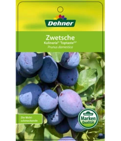 Zwetschge 'Kulinaria-Toptaste' 8 Zwetschge 'Kulinaria-Toptaste' -Gartenmöbel Geschäft 7763881 ZwetscheKulinariaToptaste Etikett 1