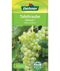 Tafeltraube 'Stefanie' -Gartenmöbel Geschäft 7773278 TafeltraubeStefanie Etikett 1