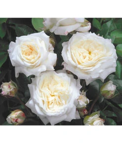 Edelrosen-Mix 'Nostalgie®' -Gartenmöbel Geschäft 7800063 BildD 001 EdelrosenNostalgieMixNostalgieRosenTantauRet