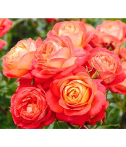 Edelrosen-Mix 'Nostalgie®' -Gartenmöbel Geschäft 7800063 BildD 005 EdelrosenNostalgieMixNostalgieRosenTantauRet