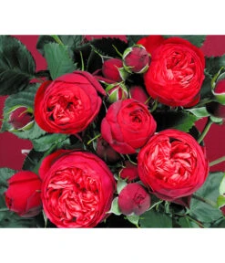 Edelrosen-Mix 'Nostalgie®' -Gartenmöbel Geschäft 7800063 BildD 007 EdelrosenNostalgieMixNostalgieRosenTantauRet