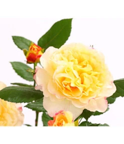 Edelrosen-Mix 'Nostalgie®' -Gartenmöbel Geschäft 7800063 PR DE 001 NostalgieRosen6LiterEdelroseAquarellDehnerExpressHerzig