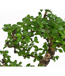 Bonsai Fukientee - Carmona Microphylla, 12-15 Jahre -Gartenmöbel Geschäft 7976996 WE DE 001 BonsaiFukienteeCarmonaMicrophyllaBis15JahreDehnerExpressHerzig2