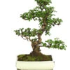 Bonsai Fukientee - Carmona Microphylla, 12-15 Jahre -Gartenmöbel Geschäft 7976996 WE FS 001 BonsaiFukienteeCarmonaMicrophyllaBis15JahreDehnerExpressHerzig3