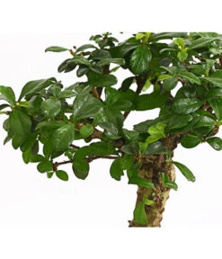 Bonsai Fukientee - Carmona Microphylla, Kugelförmig, 6 Jahre -Gartenmöbel Geschäft 7977036 WE DE 001 BonsaiFukienteeCarmonaMicrophylla6JahreKugelformDehnerExpressHerzig