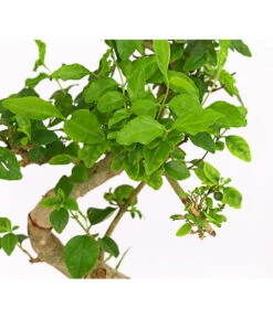 Bonsai Chinesischer Liguster - Ligustrum Sinensis, Anfänger-Set -Gartenmöbel Geschäft 7977069 WE DE 001 GeschenksetBonsaiChinesischerLigusterLigustrumSinensis6JahreDehnerExpressHerzig