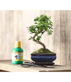 Bonsai Chinesischer Liguster - Ligustrum Sinensis, Anfänger-Set -Gartenmöbel Geschäft 7977069 WE MO 001 GeschenksetBonsaiChinesischerLigusterLigustrumSinensis6JahreDehnerExpressHerzig