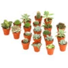Mini Kakteen- & Sukkulenten-Set, Verschiedene Sorten, 20-teilig -Gartenmöbel Geschäft 7977358 WE FS 001 MiniKakteenUndSukkulenten20erMixDehnerExpressHerzig