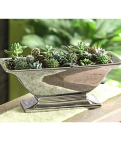 Gartenmöbel Geschäft -Gartenmöbel Geschäft 7977358 WE MO 005 MiniKakteenUndSukkulenten20erMix