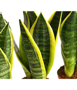Bogenhanf - Sansevieria Trifasciata, 3er-Set -Gartenmöbel Geschäft 7977713 PR DE 001 SansevieriaTrifasciataBogenhanf3erSetT9StreckeDehnerExpressHerzig