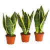 Bogenhanf - Sansevieria Trifasciata, 3er-Set -Gartenmöbel Geschäft 7977713 PR FS 001 SansevieriaTrifasciataBogenhanf3erMixT9StreckeDehnerExpressHerzig