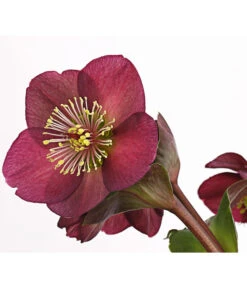 Schneerose 'Ice N' Roses® Red' - Helleborus Gold Collection® -Gartenmöbel Geschäft 8010969 WE DE 001 HelleborusWeinrotDehnerExpressHerzig