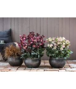 Schneerose 'Ice N' Roses® Red' - Helleborus Gold Collection® -Gartenmöbel Geschäft 8028011 8010969 8044331 WE MO 001 HelleborusLenzroseChristroseBL17