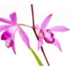 Dehner Japanorchidee - Gartenorchidee -Gartenmöbel Geschäft 8049454 WE DE 001 JapanorchideeBletillaStriataT9DehnerExpressZS