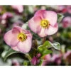 Schneerose 'Ice 'n' Roses® Early Rose' - Helleborus Gold Collection® -Gartenmöbel Geschäft 8096093 WE MO 002 SchneeroseHelleborusEarlyRose