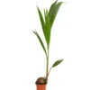 Kokospalme - Cocos Nucifera -Gartenmöbel Geschäft 8215436 WE FS 001 CocosPalmeDehnerExpressHerzig