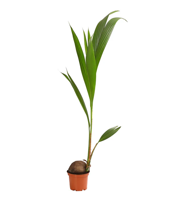 Kokospalme - Cocos Nucifera 3 Kokospalme - Cocos Nucifera