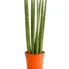 Bogenhanf - Sansevieria Cylindrica 'Straight' -Gartenmöbel Geschäft 8241127 PR FS 001 SansevieriaCylindricaBogenhanfT17DehnerExpressHerzig