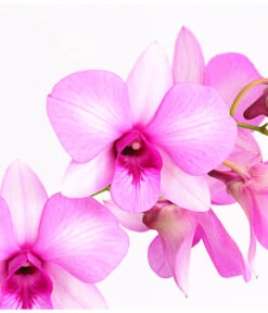 Dendrobium - Dendrobium Cultivaris, Verschiedene Sorten -Gartenmöbel Geschäft 8250771 WE DE 002 DendrobiumSonderfarbenT12DehnerExpressHerzig