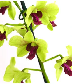 Dendrobium - Dendrobium Cultivaris, Verschiedene Sorten -Gartenmöbel Geschäft 8250771 WE DE 003 DendrobiumSonderfarbenT12DehnerExpressHerzig