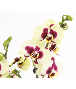 Schmetterlingsorchidee - Phalaenopsis Cultivars, Sonderfarben 39 Schmetterlingsorchidee - Phalaenopsis Cultivars, Sonderfarben -Gartenmöbel Geschäft 8253213 WE DE 001 SchmetterlingsorchideePhalaneopsisPanda2TrieberT12OWDehnerExpressHerzig