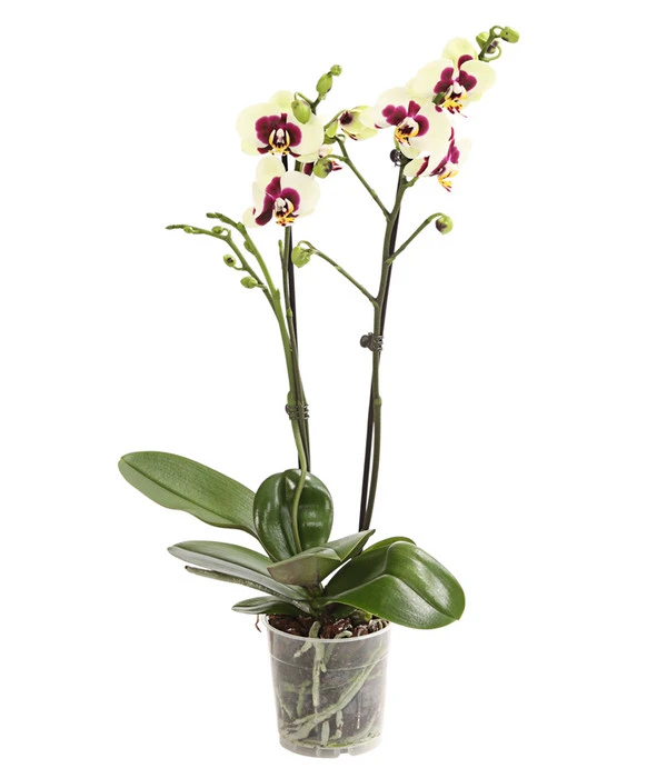 Schmetterlingsorchidee - Phalaenopsis Cultivars, Sonderfarben 5 Schmetterlingsorchidee - Phalaenopsis Cultivars, Sonderfarben – Bild 4