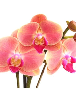 Schmetterlingsorchidee - Phalaenopsis Cultivars, Sonderfarben 37 Schmetterlingsorchidee - Phalaenopsis Cultivars, Sonderfarben -Gartenmöbel Geschäft 8253726 WE DE 001 SchmetterlingsorchideePhalaenopsisMarigold2TrieberDehnerExpressHerzig
