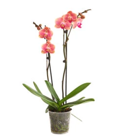 Schmetterlingsorchidee - Phalaenopsis Cultivars, Sonderfarben 25 Schmetterlingsorchidee - Phalaenopsis Cultivars, Sonderfarben -Gartenmöbel Geschäft 8253726 WE FS 001 SchmetterlingsorchideePhalaenopsisMarigold2TrieberDehnerExpressHerzig