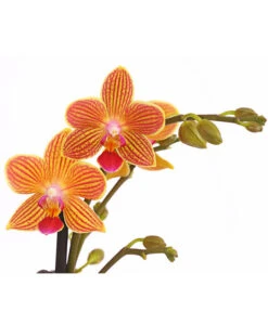 Schmetterlingsorchidee - Phalaenopsis Cultivars, Sonderfarben 38 Schmetterlingsorchidee - Phalaenopsis Cultivars, Sonderfarben -Gartenmöbel Geschäft 8254005 WE DE 001 SchmetterlingsorchideePhalaenopsisGoldstaffT12PremiumDehnerExpressHerzig
