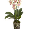 Duft-Schmetterlingsorchidee - Phalaenopsis Cultivaris 'Liodoro' -Gartenmöbel Geschäft 8254849 PR FS 001 SchmetterlingsorchideePhalaenopsisDuftLiodoro2TrieberT12DehnerExpressZS