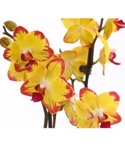 Schmetterlingsorchidee - Phalaenopsis Cultivars, Sonderfarben 35 Schmetterlingsorchidee - Phalaenopsis Cultivars, Sonderfarben -Gartenmöbel Geschäft 8256943 WE DE 001 SchmetterlingsorchideePhalaenopsisBeeStingT12PremiumDehnerExpressHerzig