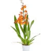 Cambria-Orchidee - Cambria-Hybride 'Catatanthe' -Gartenmöbel Geschäft 8258451 PR FS 001 CambriaCatatanthe1TrieberT12DehnerExpressHerzig