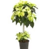 Weihnachtsstern - Euphorbia Pulcherrima, Stämmchen -Gartenmöbel Geschäft 8258899 we FS 001 PoinsettienStammWeissWeihnachtsstern